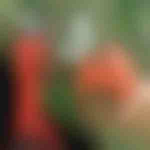 Elektrické záhradné nožnice, bezdrôtové pre záhradu a sad | WHIZZPRUNER