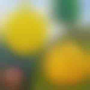 6-balenie závesných pascí na muchy | BUGIORB