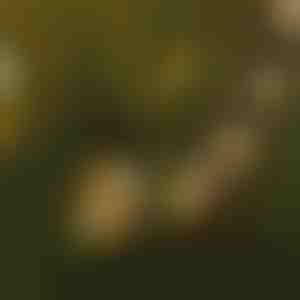 Svetelná reťaz LED žiaroviek | YARDBULBS