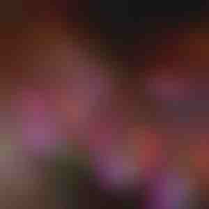 Solárne záhradné kvetinové svetlá | BLOSSUN